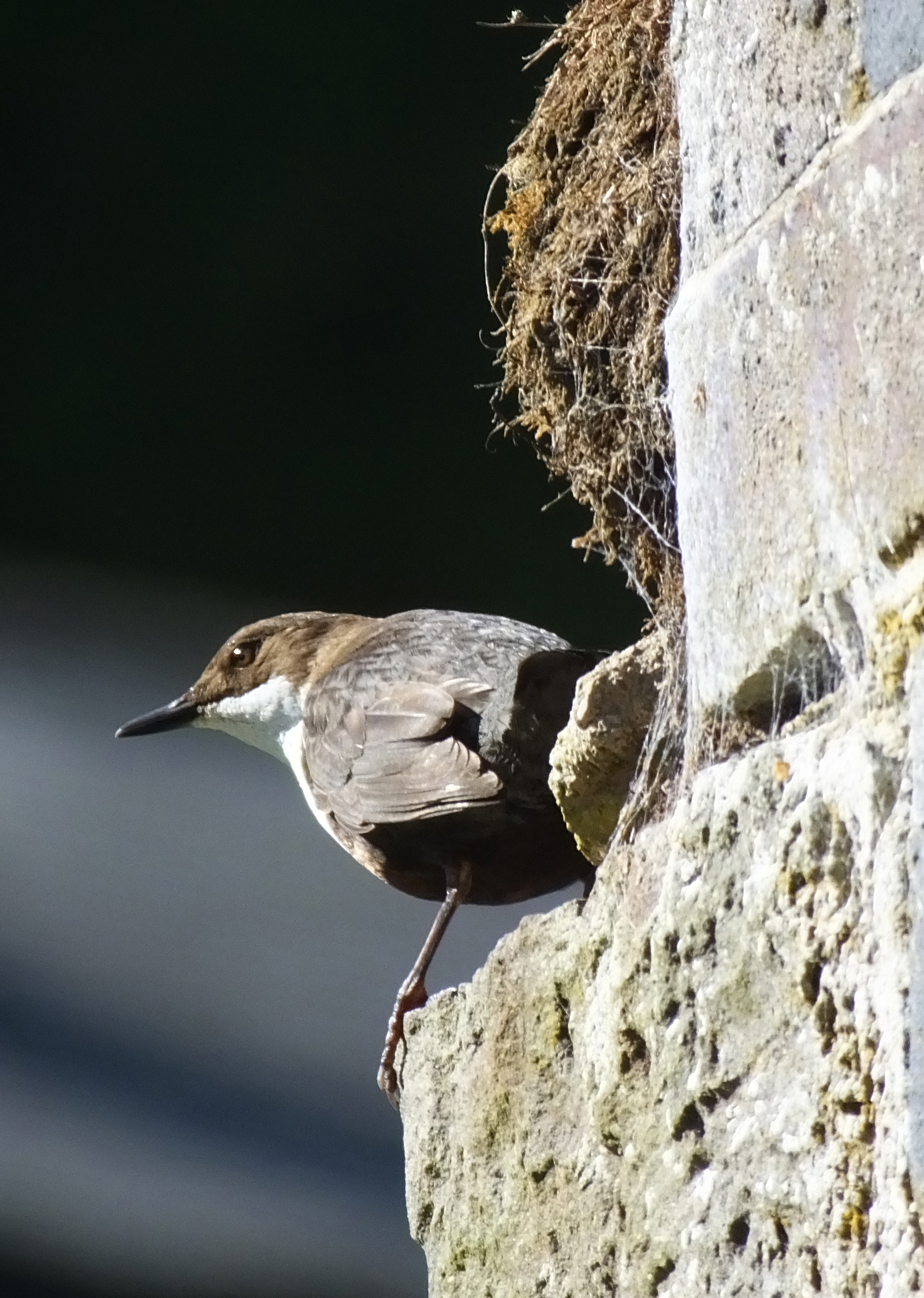 DIPPER ON PATROL. Bill Bagley Photography